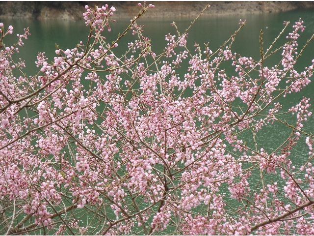 みどり湖の桜です