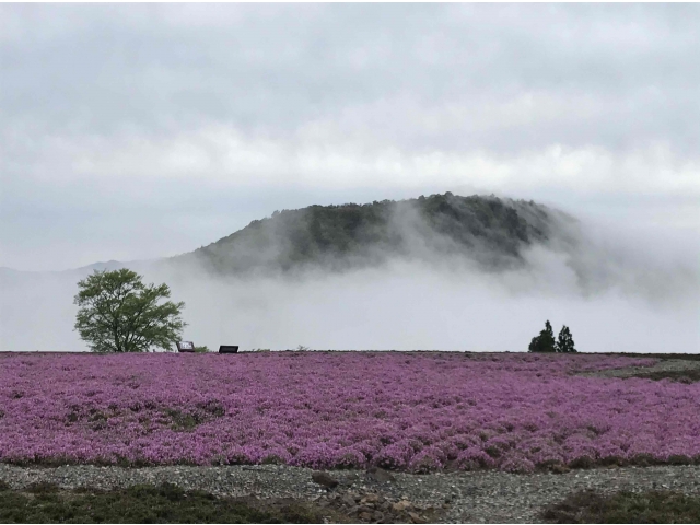 芝桜と雲海と茶臼山山頂