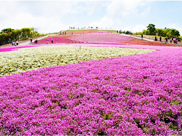 40万株の芝桜