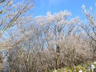 茶臼山の山頂は霧氷がキラキラ｡+゜*｡