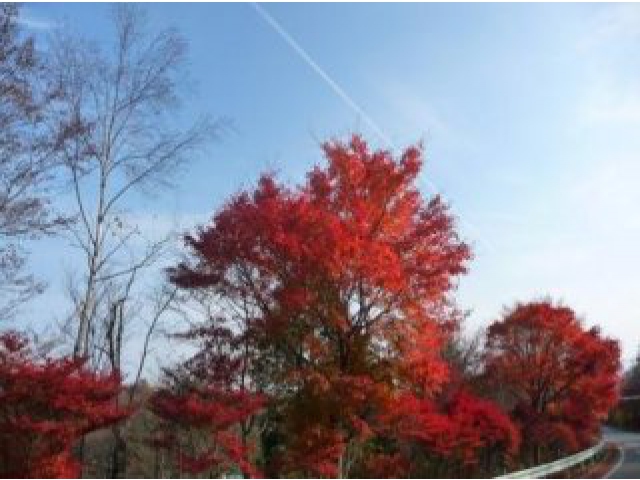 高原の朝の紅葉と飛行機雲