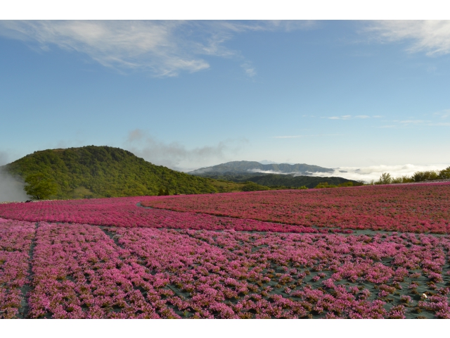 27日には雲海（雲が海のように見える現象）と
芝桜のツーショットも見る事が出来ましたヾ(●⌒∇⌒●)ﾉ