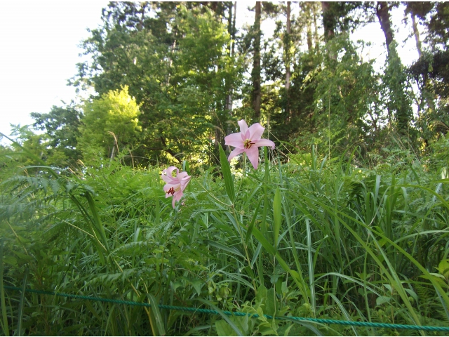 見事に開花したササユリ