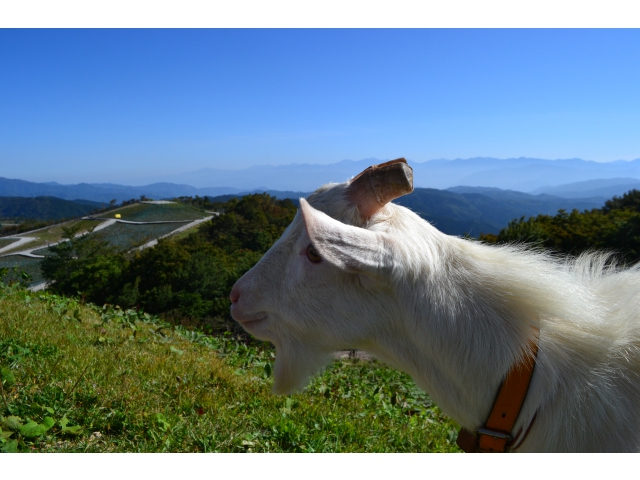 草むしり、がんばるぞっ