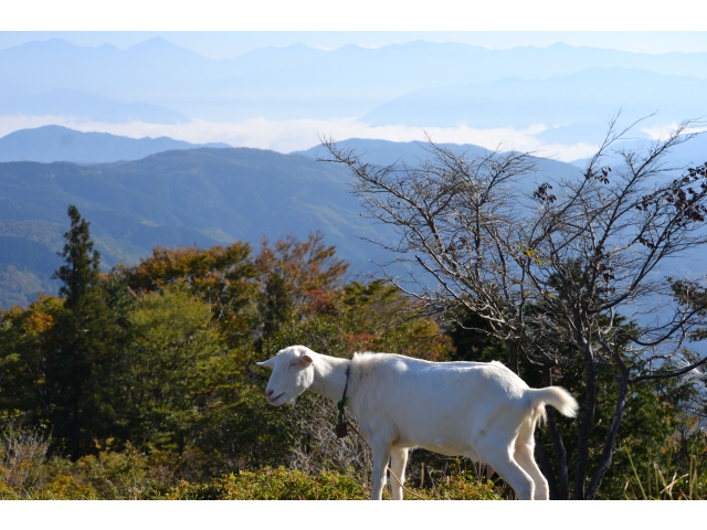 萩太郎山頂