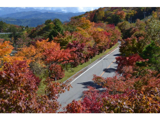 高原道路