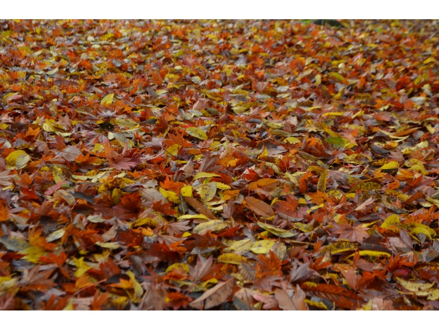 遊歩道には落ち葉の絨毯が続きます♫