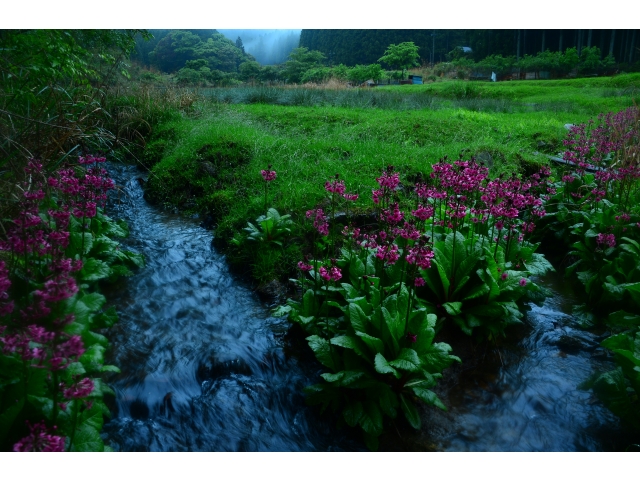 撮影日：2015/5/19 8：51　タイトル「ふるさとの花」　
1/20秒。ｆ/8 28mm　ISO400