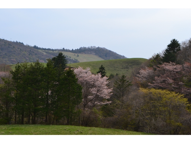 山桜（1）