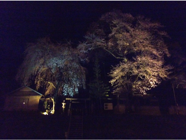 熊野神社の桜ライトアップ