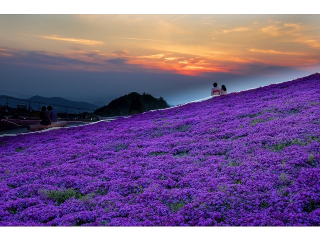 豊根村特別賞「天空の花園」