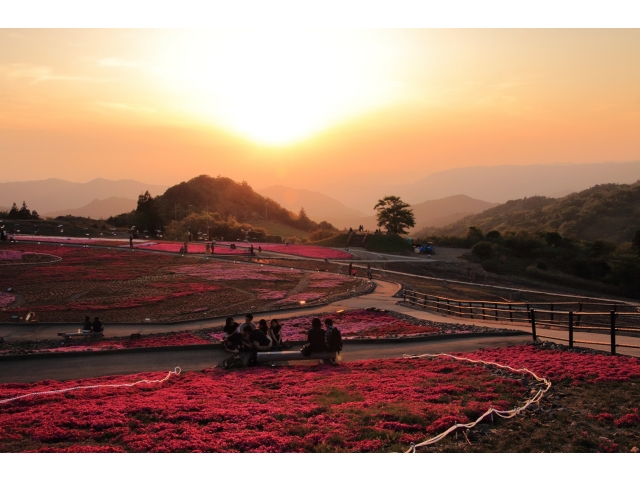 豊根村特別賞「夕暮れの芝桜」