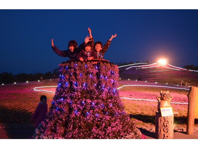 入賞「ライトアップの芝桜」