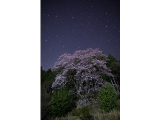 入賞「星とお花見」