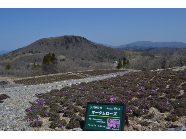 4/20　芝桜園地