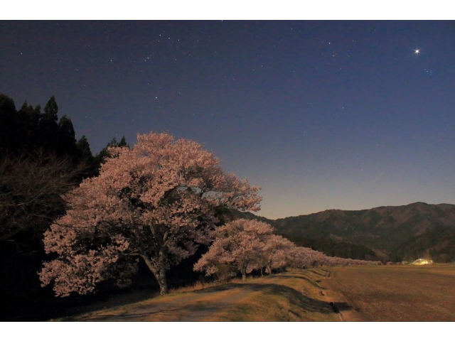 優秀賞　「名倉の夜の桜」