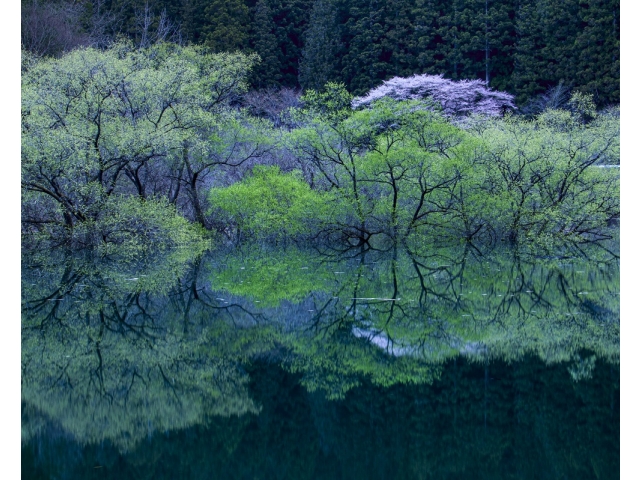 入選　「みどり湖の春」