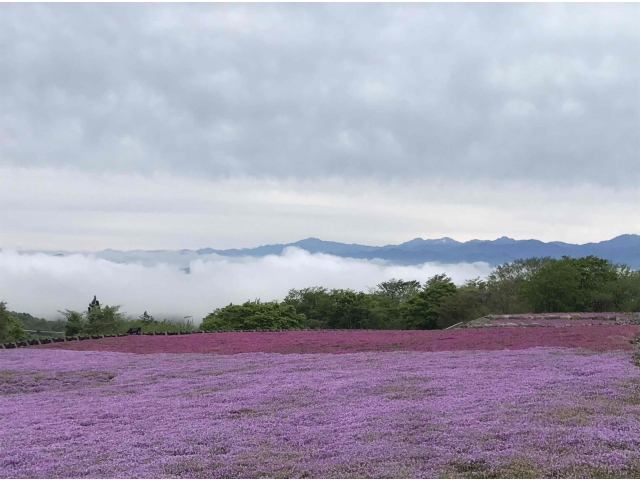 雲海と芝桜