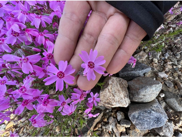 ６枚の花びら