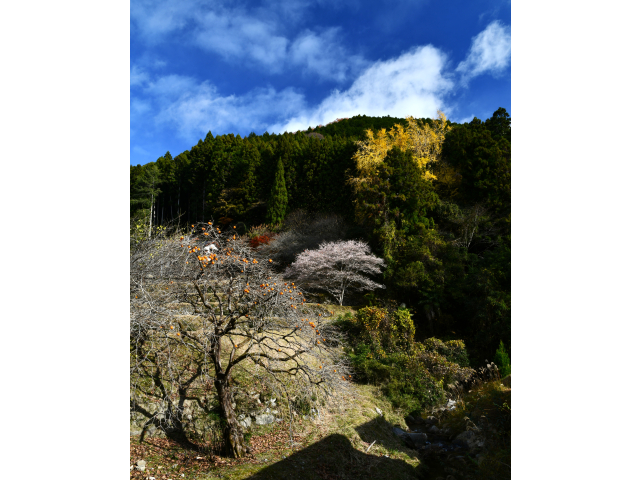 優秀賞　「秋模様」