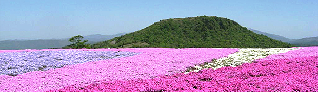 天空花回廊「芝桜の丘」