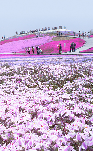 もっと知りたい茶臼山の芝桜